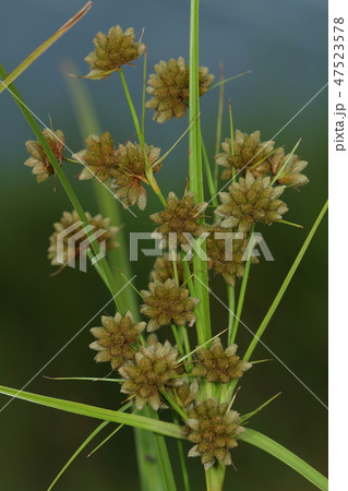 自然　植物　マツカサススキ、花穂の数が多い、小穂の鱗片が披針形である等の特徴があるそうです 47523578