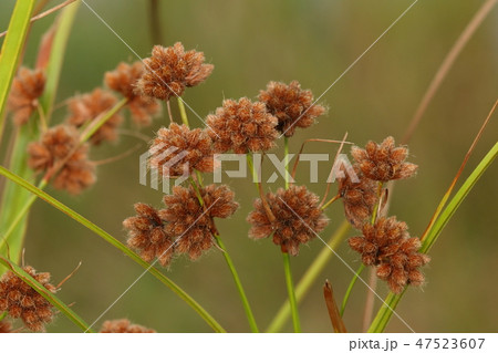 自然　植物　マツカサススキ、花期は八月から十月。十月中旬には茶色く色づいた状態になるようです 47523607