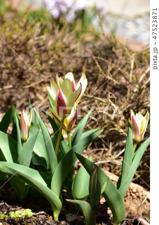 花壇のミニチューリップ 花壇のミニチューリップ 47523871