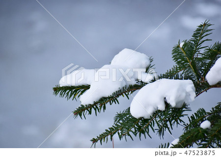 針葉樹に積もる重そうな雪 47523875