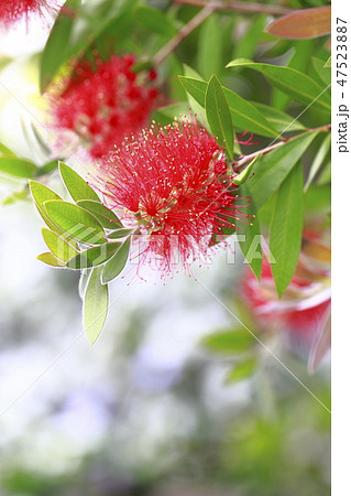 赤いブラシノキ 赤いブラシノキ 47523887