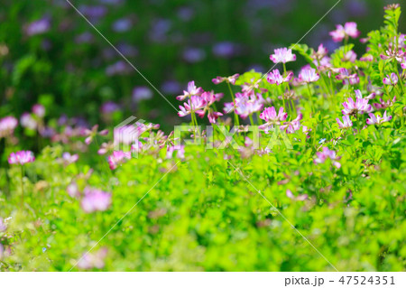 レンゲの花 レンゲの花 47524351