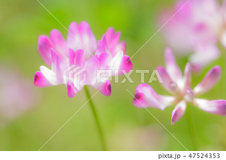 レンゲの花の写真素材