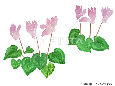 Cyclamen persicum　シクラメン 47524355