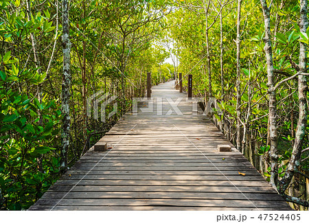 Wooden bridge at Mangroves in Tung Prong Thong or Golden Mangrov Wooden bridge at Mangroves in Tung Prong Thong or Golden Mangrov 47524405