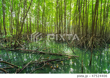 mangrove forest tree and root at Tung Prong Thong, Rayong, Thail 47524406