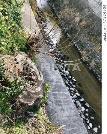 川辺の切株 川辺の切株 47524504