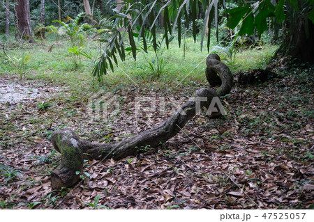 Creepy wood on dry leaves floor Creepy wood on dry leaves floor 47525057