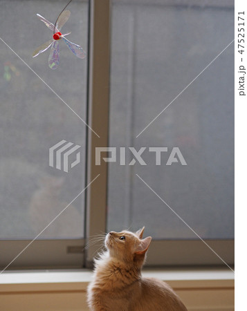おもちゃを狙うねこ 47525171