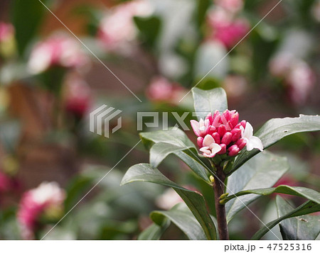 沈丁花 沈丁花 47525316