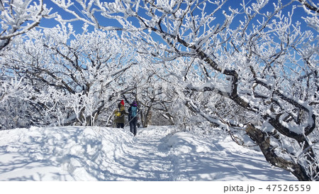 徳裕山 霧氷 冬の風景 47526559