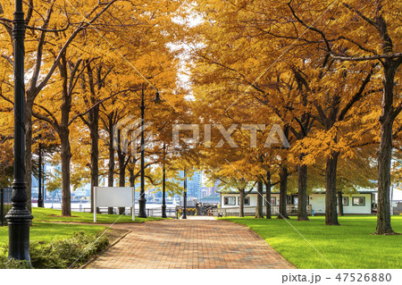 Autumn park in boston, USA, United stage 47526880