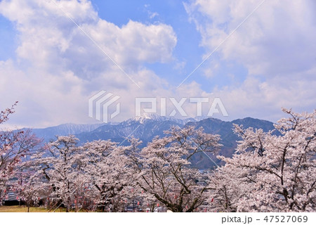 満開の桜と残雪の北アルプス 満開の桜と残雪の北アルプス 47527069