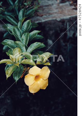 flower Allamanda cathartica Madagascar 47528424