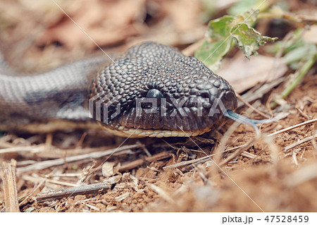 madagascar snake tree boa, Madagascar 47528459