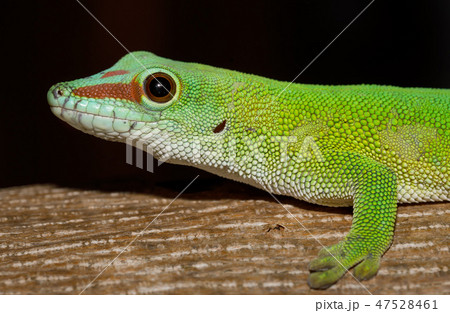 Phelsuma madagascariensis day gecko, Madagascar 47528461