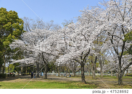 海老名運動公園の桜　神奈川県海老名市社家 47528692
