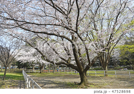 海老名運動公園の桜 神奈川県海老名市社家 海老名運動公園の桜 神奈川県海老名市社家 47528698
