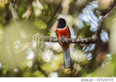 Malabar Trogon, Harpactes fasciatus, Goa, India. 47528754