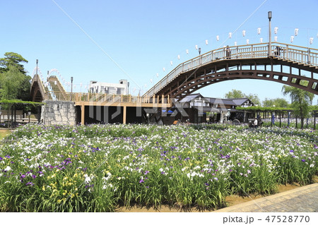 水郷潮来あやめ園 茨城県潮来市 水郷潮来あやめ園 茨城県潮来市 47528770