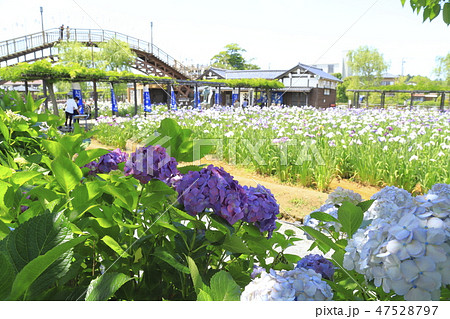 水郷潮来あやめ園 アジサイとアヤメ 茨城県潮来市 水郷潮来あやめ園 アジサイとアヤメ 茨城県潮来市 47528797