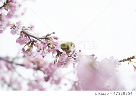 桜とメジロ 47529254