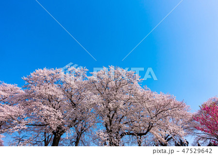 八幡の背割り堤の桜 八幡の背割り堤の桜 47529642