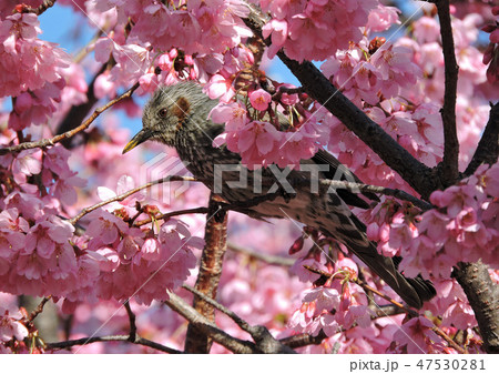 桜とヒヨドリ 桜とヒヨドリ 47530281