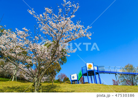 蟻尾山公園の桜　【佐賀県鹿島市】 47530386