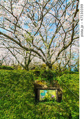蟻尾山公園の桜 【佐賀県鹿島市】 蟻尾山公園の桜 【佐賀県鹿島市】 47530399