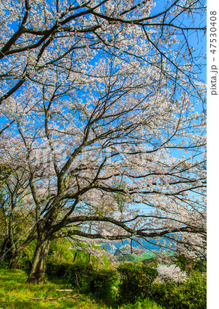 蟻尾山公園の桜　【佐賀県鹿島市】 47530408