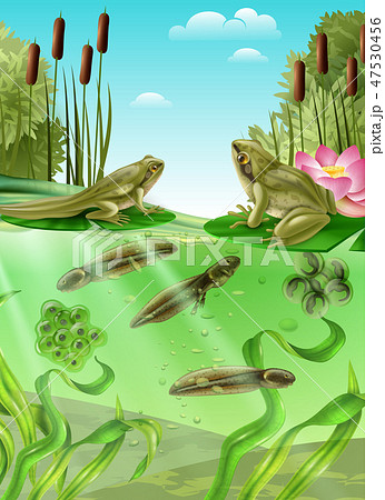 Frog Life Cycle Realistic Image 47530456