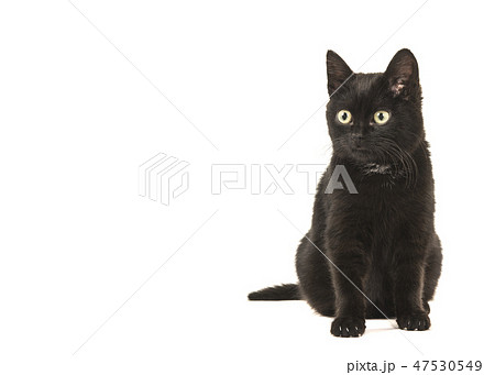 Young black cat sitting looking away to the left Young black cat sitting looking away to the left 47530549