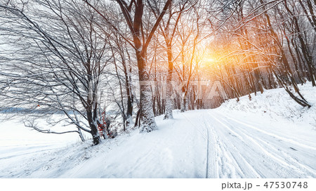 Silence on a winter road in the forest 47530748