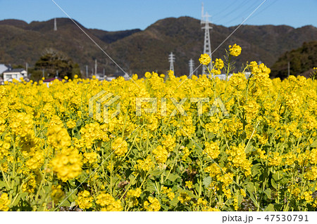 菜の花畑 千葉県鴨川市の写真素材