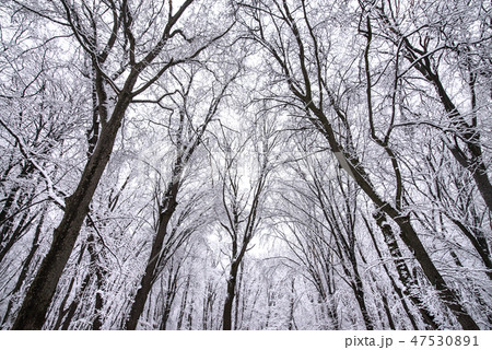 Heavy snow storm in park Heavy snow storm in park 47530891