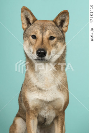 Portrait of a Shikoku dog looking at the camera Portrait of a Shikoku dog looking at the camera 47531416