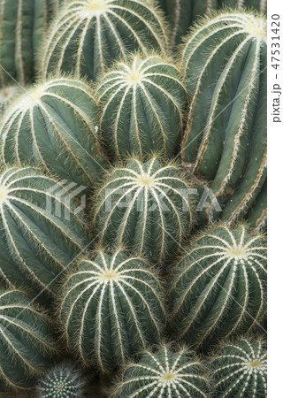 Full-frame barrel cactus plants 47531420