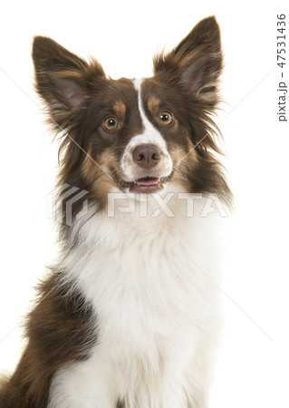 Portrait of miniature american shepherd dog Portrait of miniature american shepherd dog 47531436