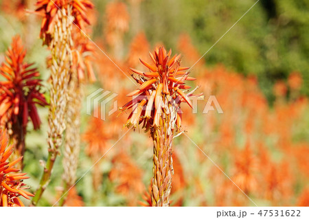 アロエの花 47531622