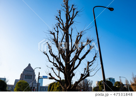 冬の東京 国会正門前 イチョウの枯れ木 2019.01 a 冬の東京 国会正門前 イチョウの枯れ木 2019.01 a 47531848