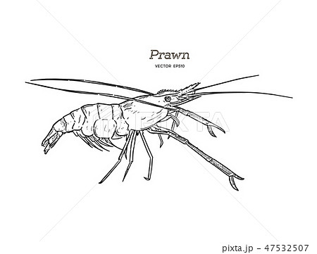 Fresh live River shrimp hand draw sketch vector. 47532507