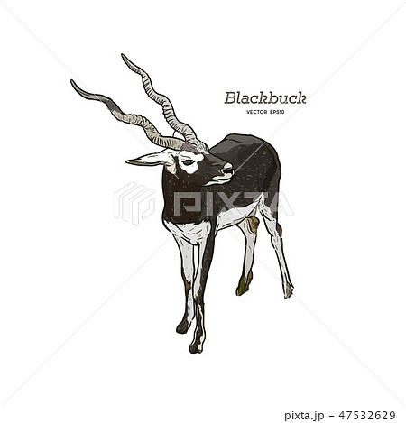 Antelope Series Blackbuck - Vector 47532629