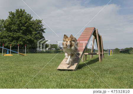 Shetland sheepdog running of a dog walk 47532810