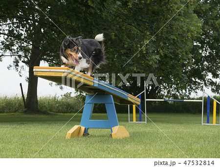 Border collie mixed dog running over the see-saw 47532814