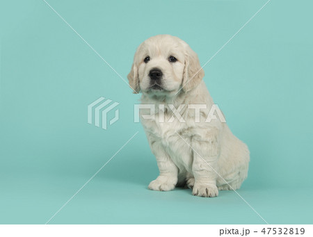 Cute golden retriever puppy Cute golden retriever puppy 47532819