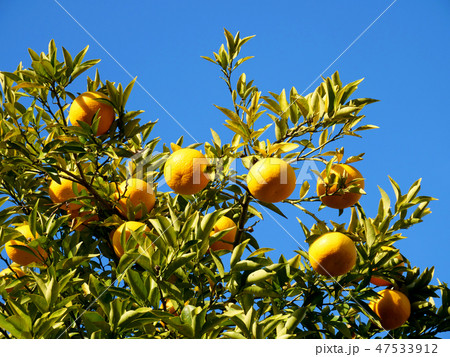 ダイダイ ダイダイ 47533912