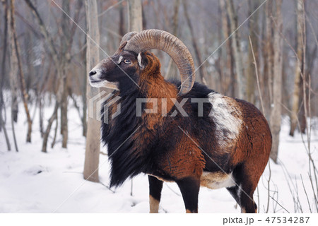 Mouflon Male (Ovis musimon) in the winter forest 47534287