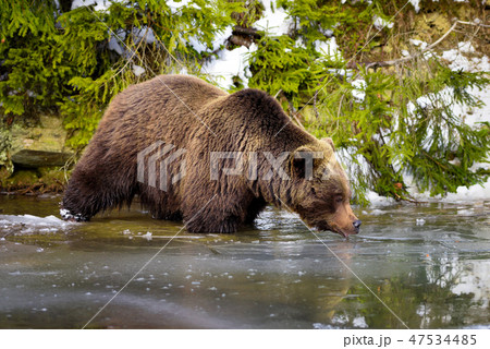 The brown bear (Ursus arctos) drinks water The brown bear (Ursus arctos) drinks water 47534485
