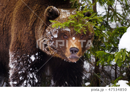 The brown bear in its natural habitat The brown bear in its natural habitat 47534850